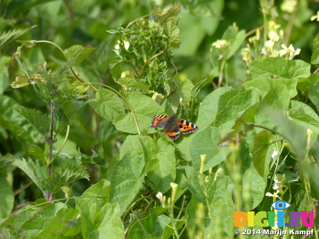 FZ005720 Small Tortoiseshell (Nymphalis urticae)